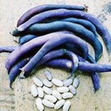 Purple beans and white beans on a textured surface BEAN Seeds, Royalty Purple Bush