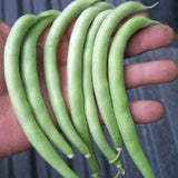 Hand holding several green beans against a blurred background BEAN Seeds, Slenderette Bush