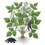 Illustration of a bean plant with green beans, black beans, and roots on a white background BEAN Seeds, Black Midnight Bush
