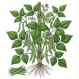 Illustration of green beBEAN Seeds, Kentucky Wonder Polean plant with leaves and roots on a white background 
