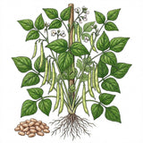 Illustration of a BEAN Seeds, Pinto plant with leaves, beans, and roots on a white background