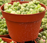 Senecio rowleyanus f. variegatus plant in a terracotta pot with other plants in the background