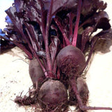 Close-up of purple beets with their roots on a light background BEET Seeds, Bull's Blood