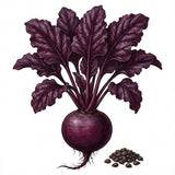 Illustration of a purple beetroot with leaves and seeds on a white background BEET Seeds, Bull's Blood
