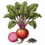 Illustration of a beetroot with leaves and seeds on a white background BEET Seeds, Chioggia