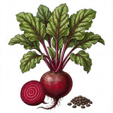 Illustration of a beetroot with green leaves and seeds on a white background BEET Seeds, Detroit Dark Red