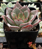Echeveria Moranii
