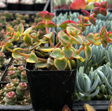 Crassula 'Calico Kitten' with green and red leaves in a garden setting