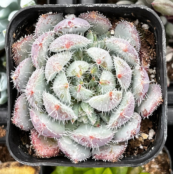 Echeveria setosa var. deminuta with pinkish-red spines in a pot