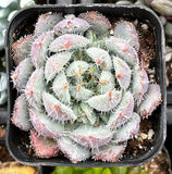 Echeveria setosa var. deminuta with pinkish-red spines in a pot