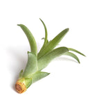 Tillandsia air plant on a white background