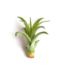 Tillandsia air plant on a white background
