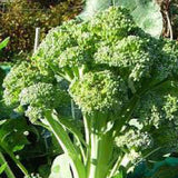 Close-up of a broccoli plant with green heads and leaves. BROCCOLI Seeds, Calabrese