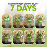 Step-by-step process of regrowing green onions in just 7 days with text overlay.