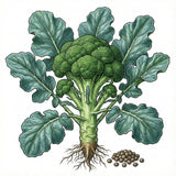 Illustration of a broccoli with roots and seeds on a white background BROCCOLI Seeds, Waltham