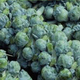 Close-up of BRUSSEL SPROUT Long Island, with a focus on texture and color.