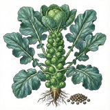 Illustration of a BRUSSEL SPROUT Seeds, Long Island with leaves and roots on a white background
