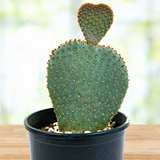 Potted Beavertail Prickly Pear with a unique shape on a wooden surface