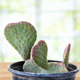 Potted Beavertail Prickly Pear with green pads and small spines on a blurred natural background