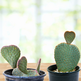 Two potted Beavertail Prickly Pear cacti on a wooden surface with a blurred natural background