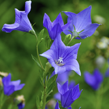 Close-up of purple Balloon Flower (Platycodon grandiflorus) flowers with a blurred green background