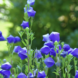 Blue Balloon Flower (Platycodon grandiflorus) flowers with green leaves against a blurred natural background