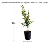 Potted Barbados Cherry, 