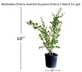 Potted Barbados Cherry, 