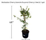 Potted Barbados Cherry