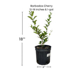 Potted Barbados Cherry plant