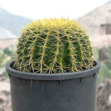 Gold barrel cactus in a pot with a blurred background