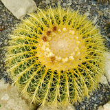 Golden Barrel Cactus