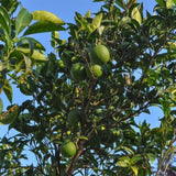Persian 'Bearss' Lime Tree (FL)