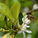 Persian 'Bearss' Lime Tree (FL)
