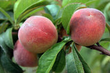 Two Tropic Beauty Dwarf Peach Tree Grafted  Low Chill, Self-Fertile, Sweet & Juicy Fruit for Warm Climates on a branch with green leaves