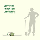 Beavertail Prickly Pear dimensions shown with a person silhouette and shovel on a white background.