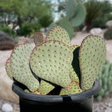 Beavertail Prickly Pear with a blurred natural background
