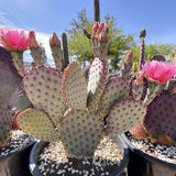 Santa Rita x Beavertail Hybrid with pink flowers and spiky leaves in a garden setting