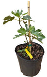 Potted Dwarf Fig Tree "Beer's Black" with a yellow tag on a white background