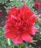 Benjamin Franklin Peony