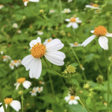 White Spanish Needle (Bidens Alba) flowers with orange centers in a green field