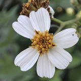 White Spanish Needle (Bidens Alba) flower with yellow center on a blurred green background