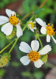 Close-up of white Spanish Needle (Bidens Alba) flowers with yellow centers on a blurred green background