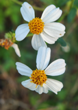 Two white Spanish Needle (Bidens Alba) flowers with yellow centers on a blurred green background