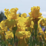 Close-up of yellow Big As The Moon Reblloming Fragrant Bi-Color Iris with a blurred background
