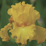 Close-up of a yellow Big As The Moon Reblloming Fragrant Bi-Color Iris with a blurred green background