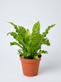 Bird's Nest 'Leslie' Fern