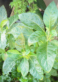Close-up of green Bitter Leaf Tree (Gymnanthemum extensum) with water droplets on a blurred natural background