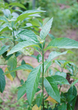 Close-up of Bitter Leaf Tree (Gymnanthemum extensum) leaves with a blurred natural background