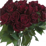 Bouquet of deep red Black Baccara Roses with green leaves on a white background